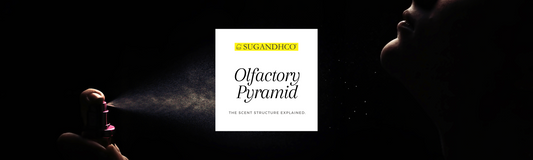 Olfactory Pyramid