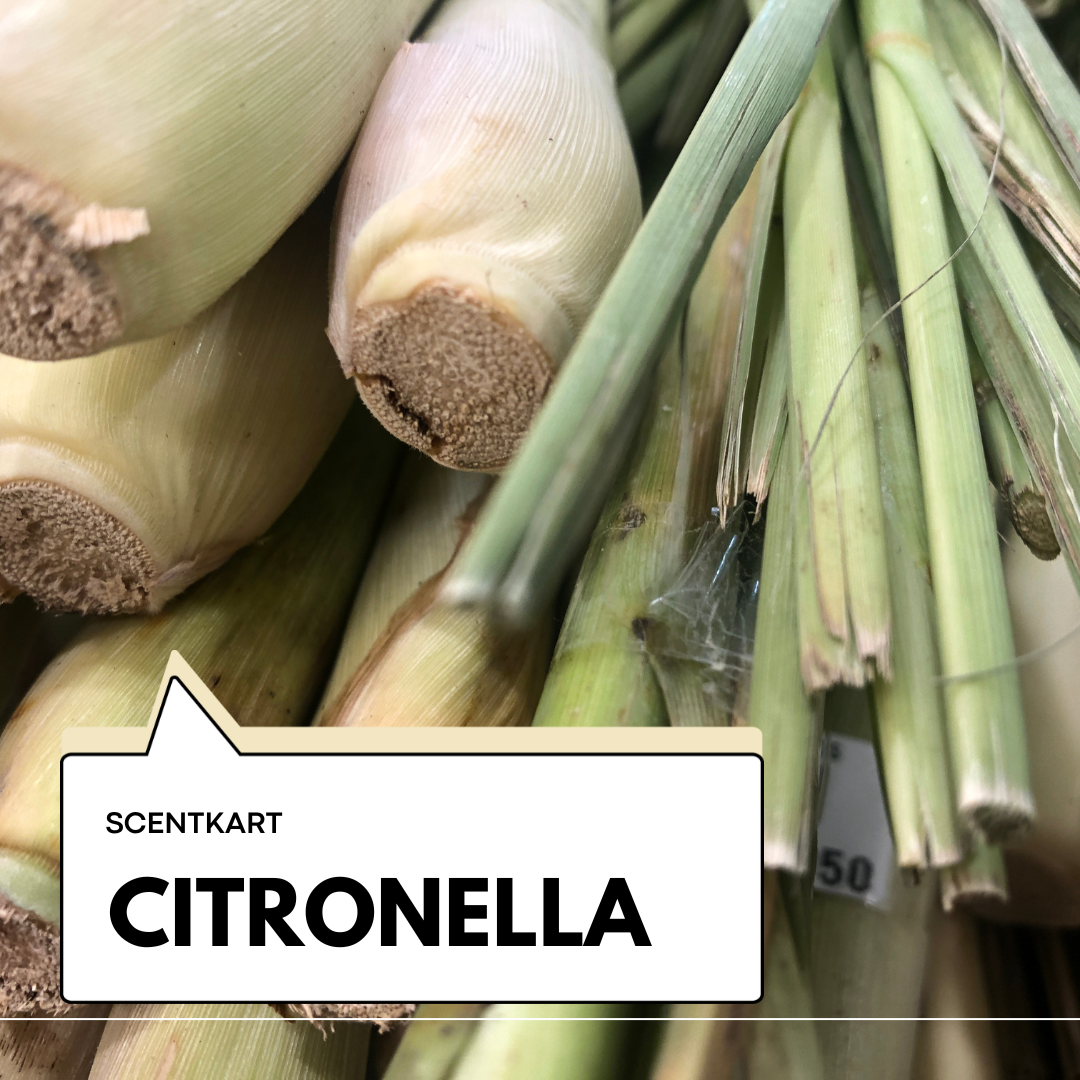 Citronella Oil 10ml