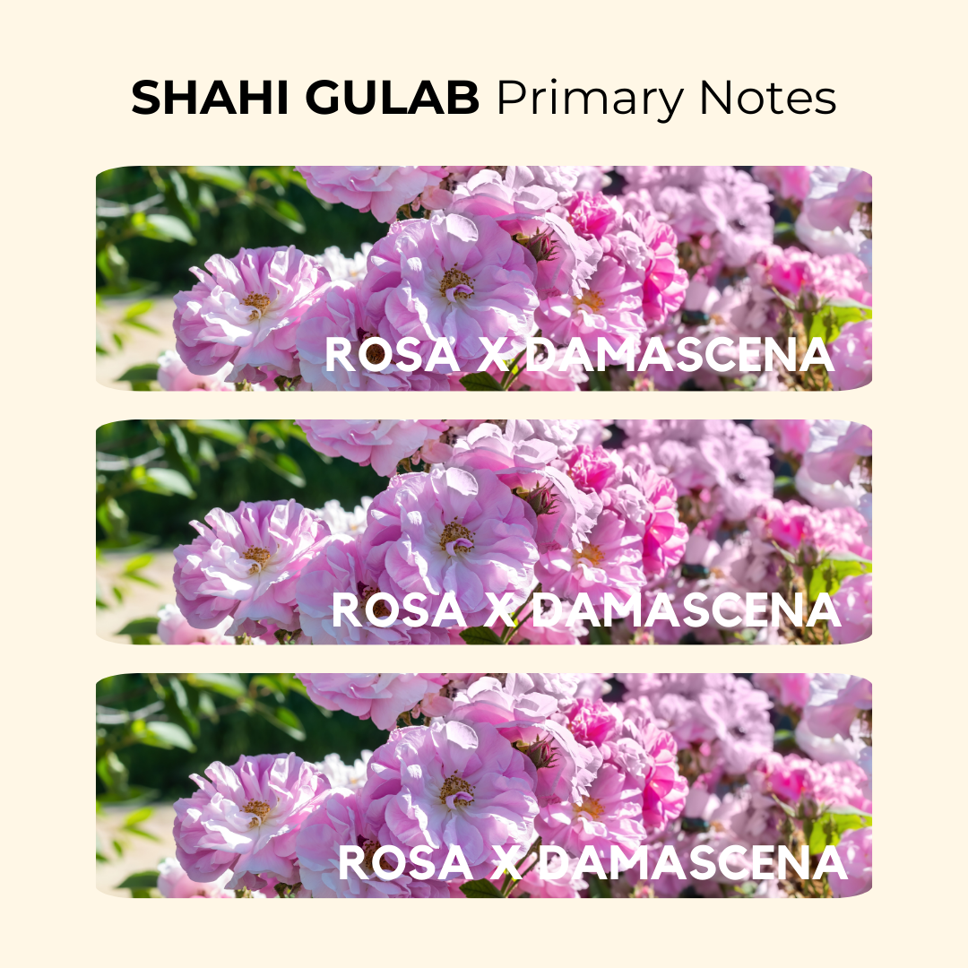 Shahi Gulab | Freshness of Moist Rose Petals | EDP 50ml