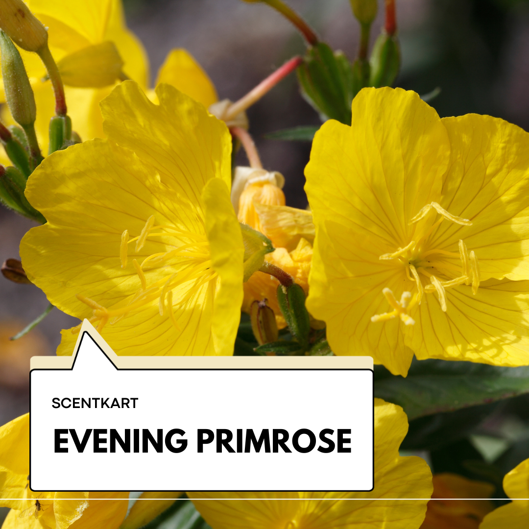 Evening Primrose Oil 10ml