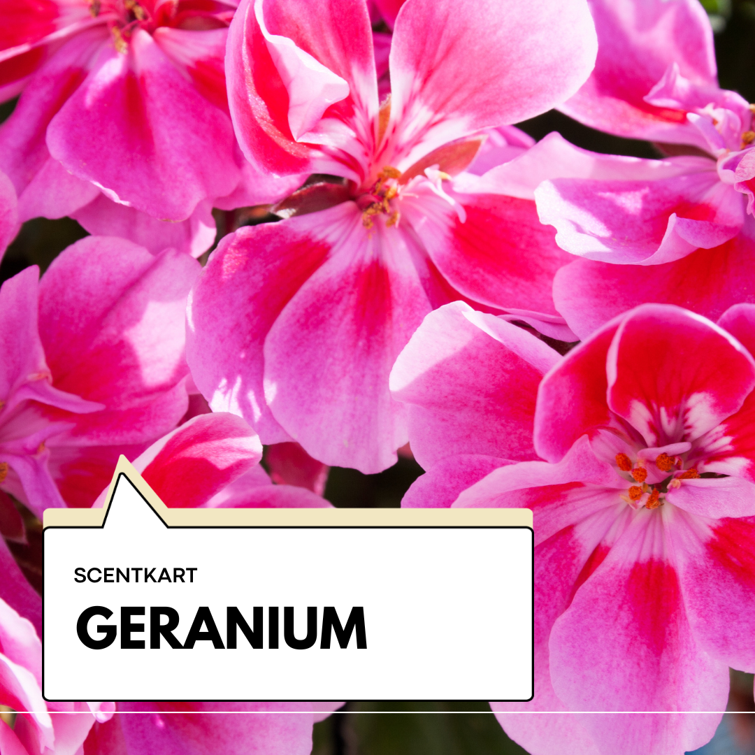 Geranium Oil 10ml