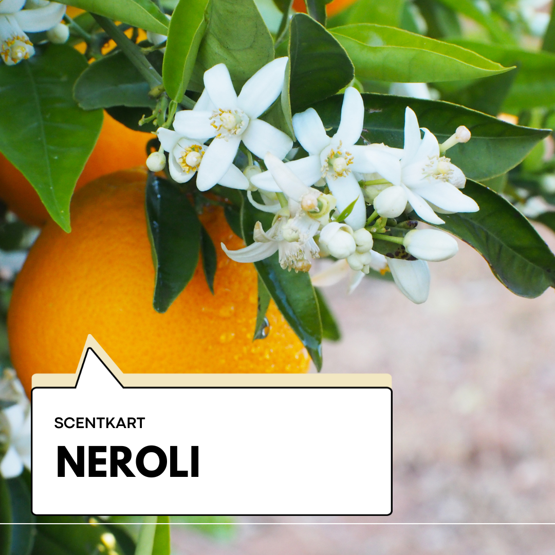 Neroli (Orange Blossom) Oil 10ml
