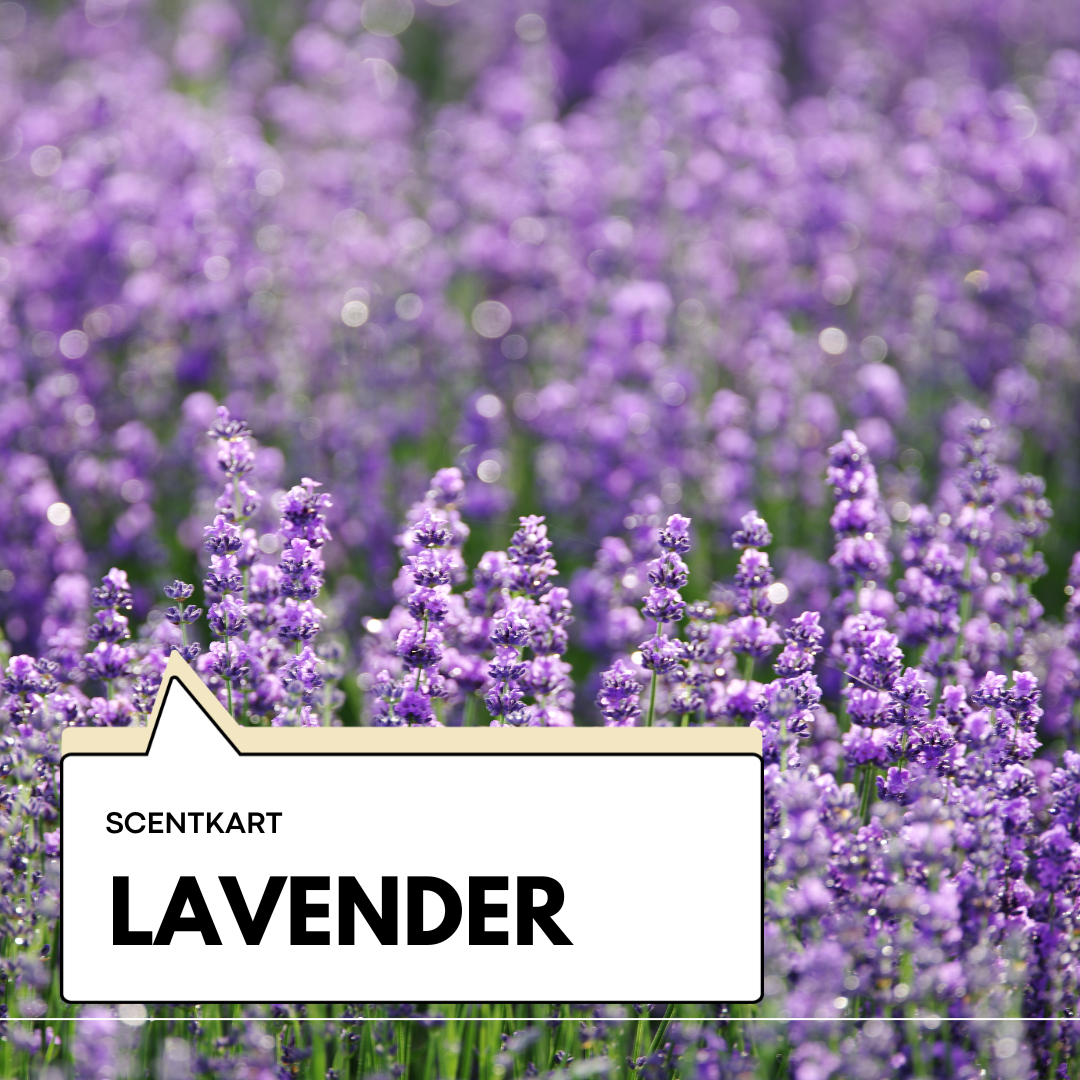 Lavender Oil 10ml