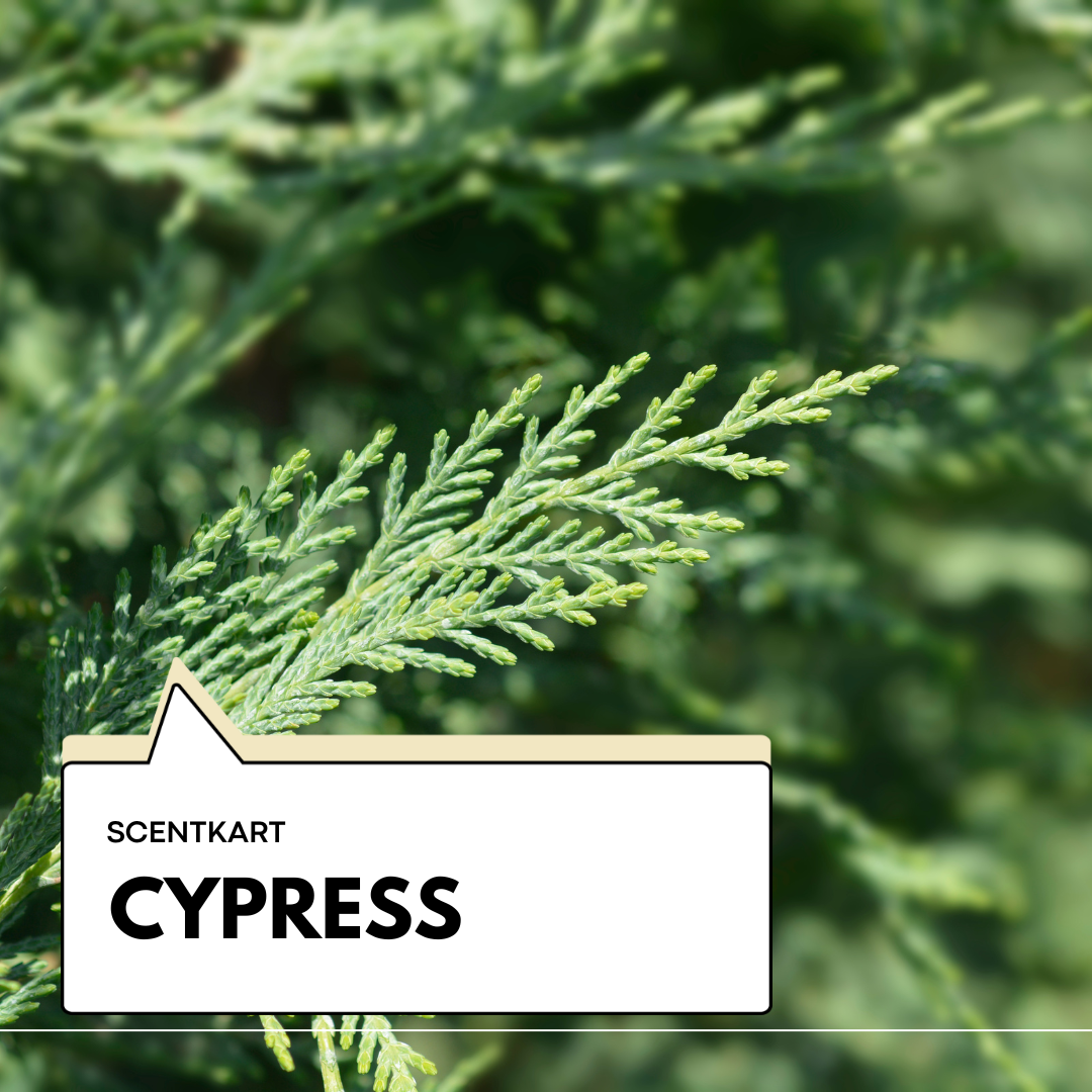 Cypress Oil 10ml