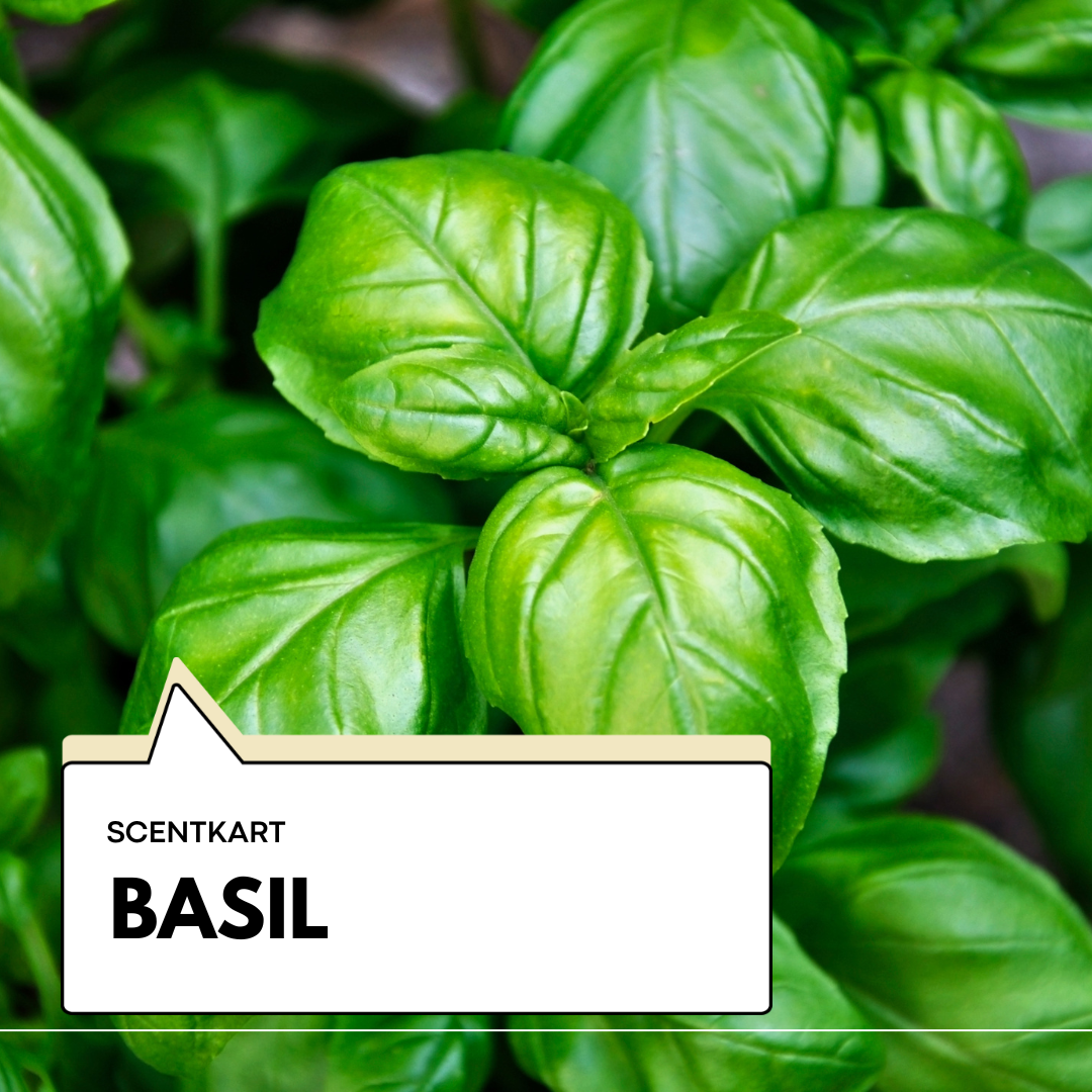 Basil Oil 10ml