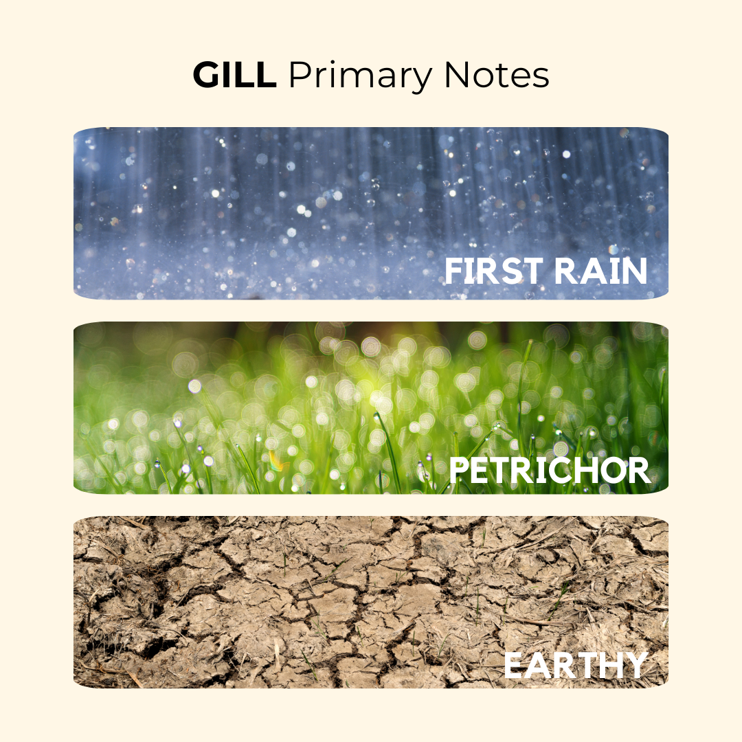 Gil (Mitti) | First Rain, Petrichor, Earthy | Attar 10ml