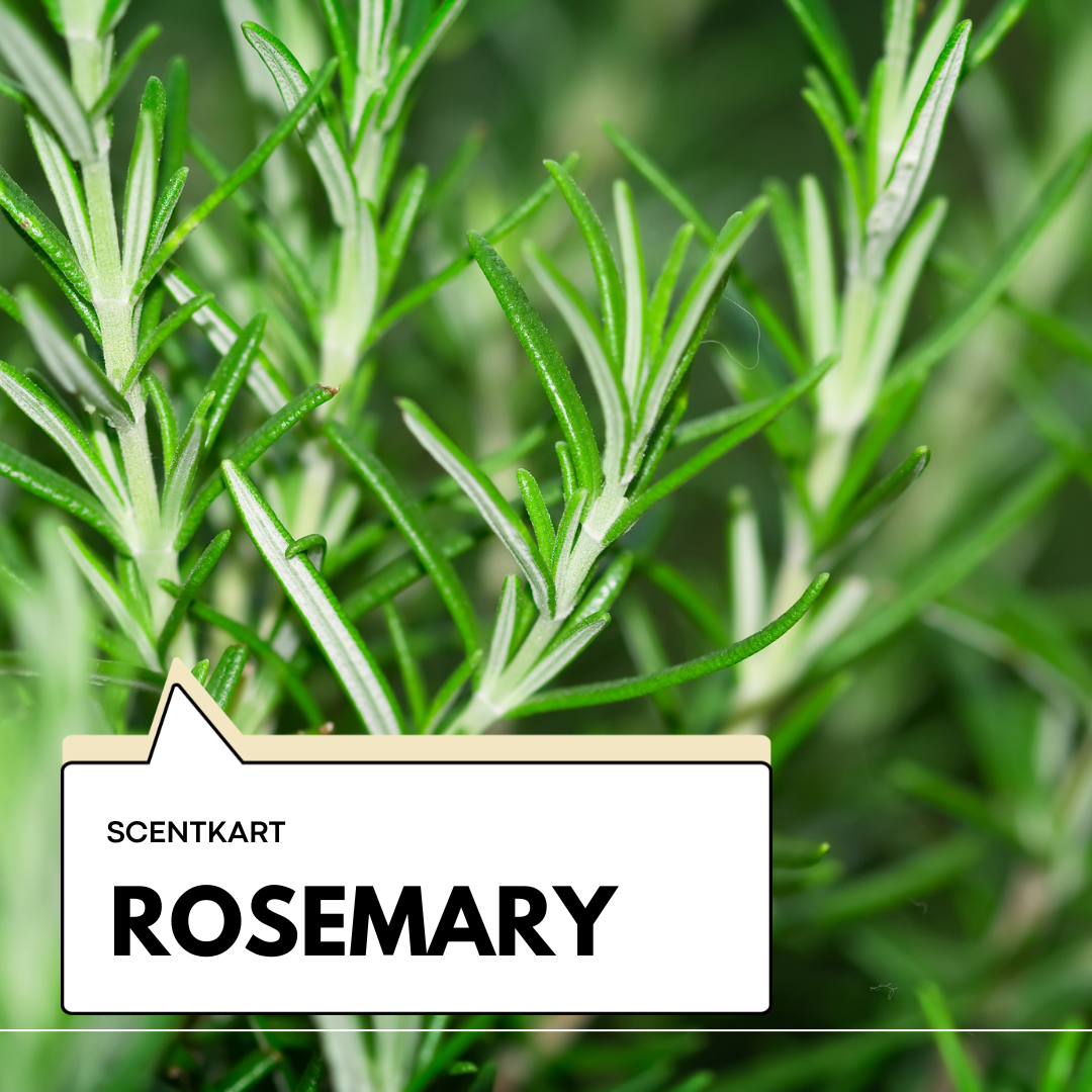 Rosemary Oil 10ml