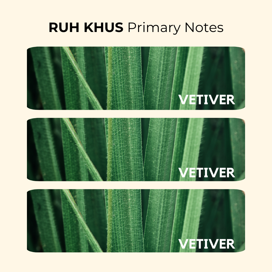 Khus | North Indian Vetiver, Earthy, Cool | EDP 50ml
