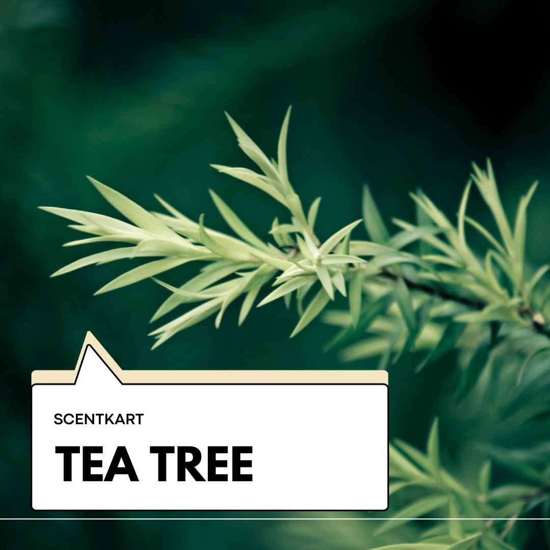 Tea Tree Oil 10ml