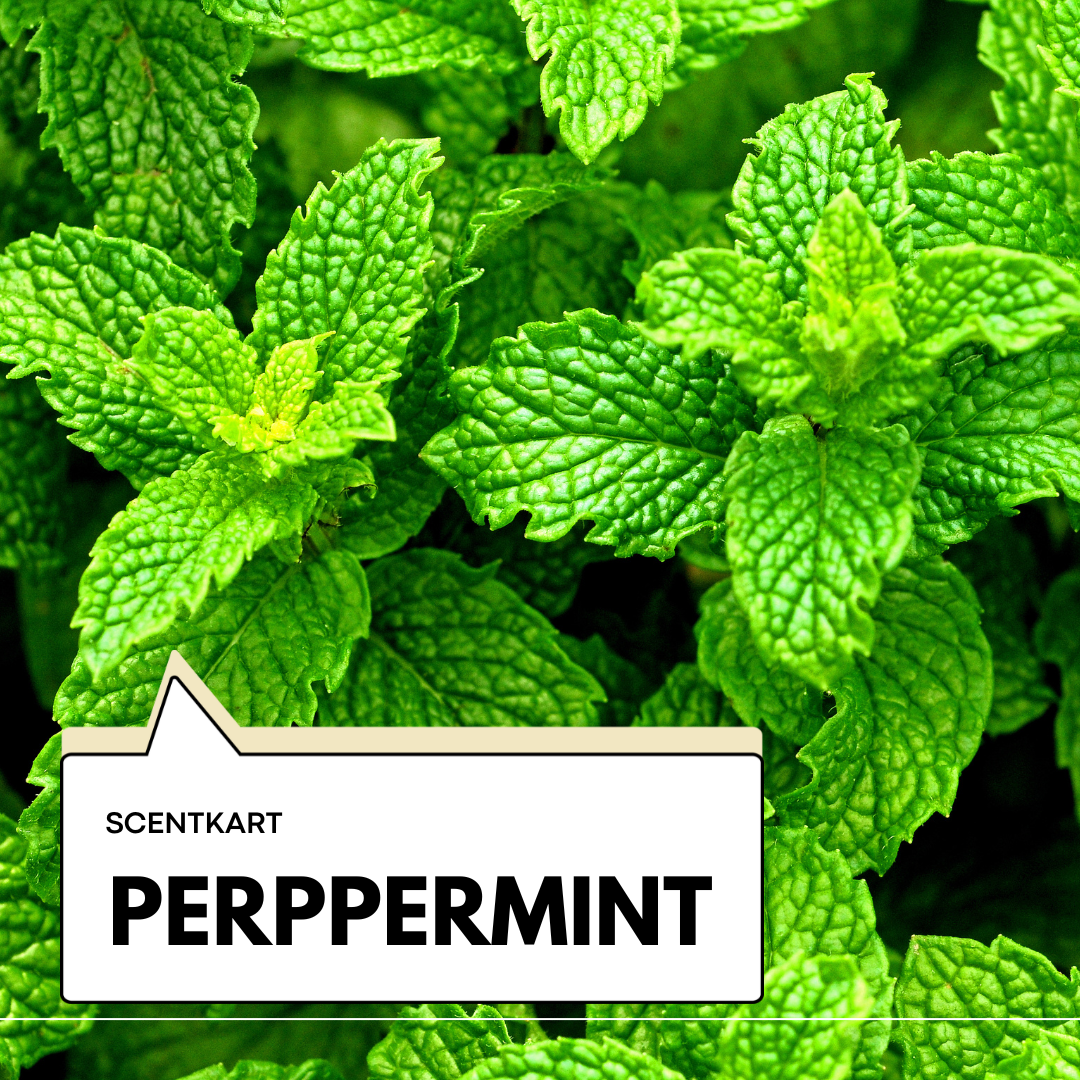 Peppermint Oil 10ml