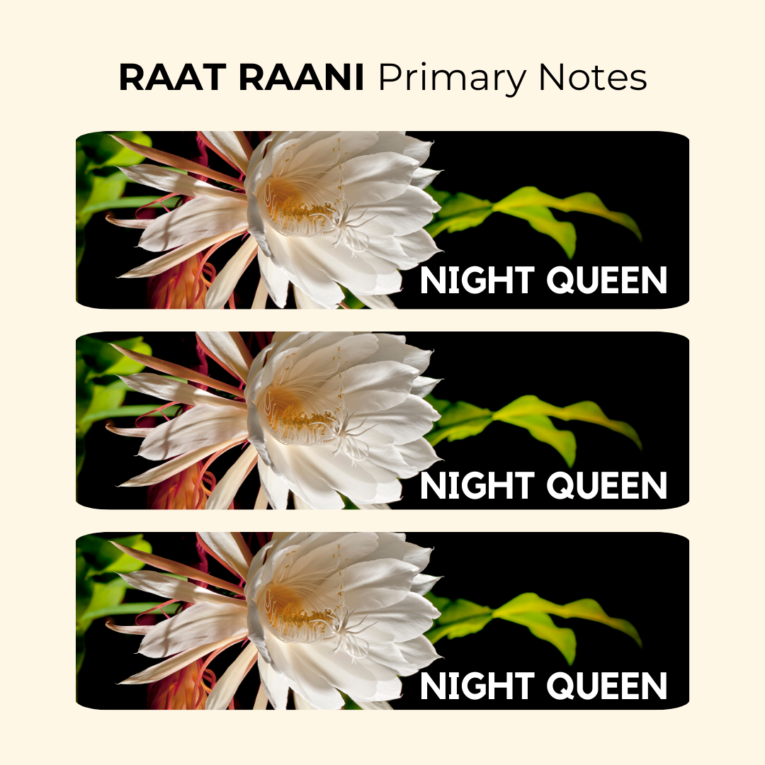 Raat Raani Attar 10ml