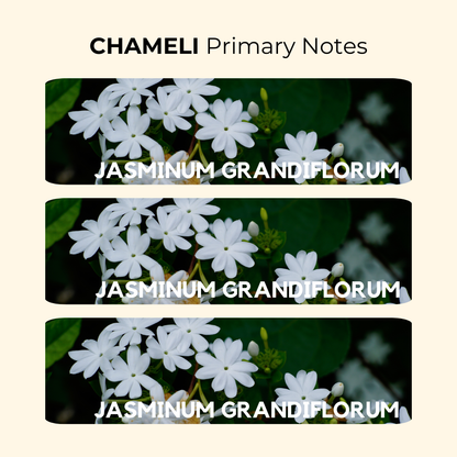 Chameli | Jasminum Grandiflorum | Attar 10ml