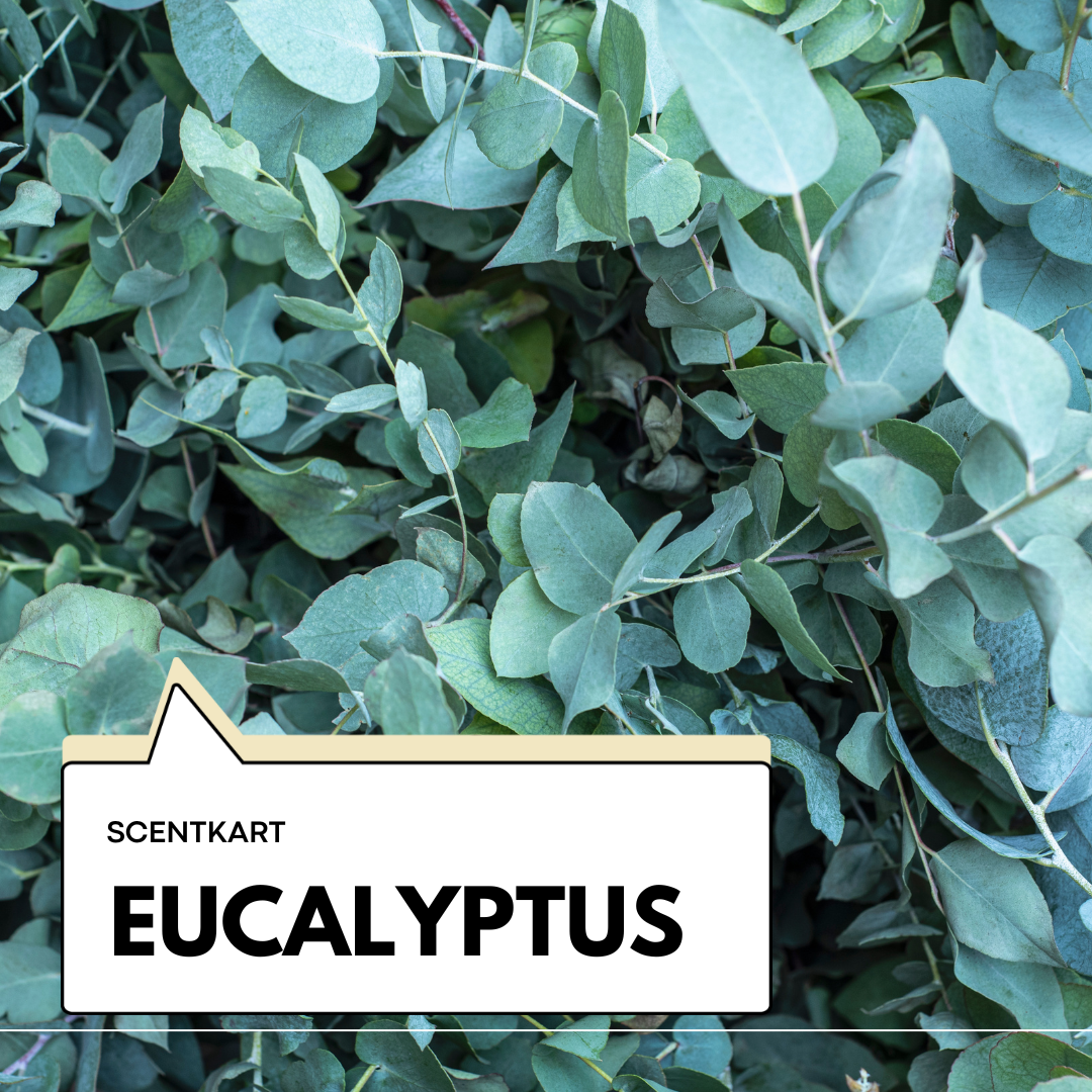 Eucalyptus Oil 10ml